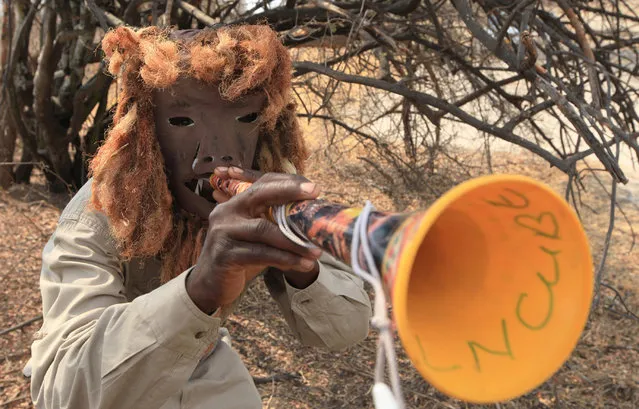 In this photo taken Tuesday Septeber 29, 2015 a lion guard, wearing a lion-like mask, demonstrates how he scares off lions using a plastic horn during a training session at their base in Hwange, south west of Zimbabwe's capital Harare. Zimbabwe's lion guards are brave community members selected and trained to prevent attacks on humans and cattle by big cats who stray from the unfenced Hwange park, which sprawls over 14,500 square kilometres  (5,625 sq. miles) in western Zimbabwe. (Photo by Tsvangirayi Mukwazhi/AP Photo)