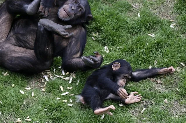 An adult chimp plays with a young chimp at Chimp Haven in Keithville, La., Monday, February 18, 2013. (Photo by Gerald Herbert/AP Photo)
