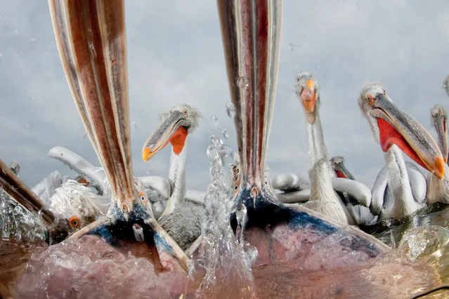 A pool ingeniously filled with clear water in the middle of Lake Kerniki in Greece enabled this shot of feeding pelicans. (Photo by Bence Mate/Close Up Photographer of the Year 2020)
