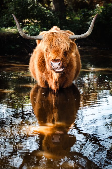 A highland cow cools off in the New Forest, UK in the second decade of August 2025. The cows regulate their body temperature in the summer months by taking to water. (Photo by Will Evans/Bournemouth News)