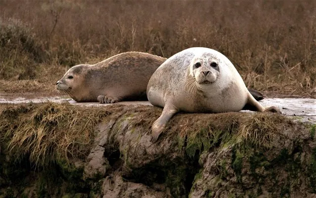 Common seals rest on the mudbanks in the Hamford Water Nature Reserve, near Harwich, Britain on February 18, 2023. (Photo by Suzanne Plunkett/Reuters)