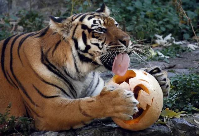 A tiger eats a pumpkin during Halloween celebrations at a zoo in Kiev, Ukraine, October 30, 2015. (Photo by Valentyn Ogirenko/Reuters)