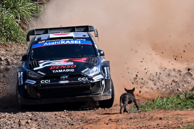 British driver Elfyn Evans and co-driver Scott Martin compete in their Toyota GR Yaris Rally1 during the Artigas stage of the WRC Rally Paraguay, 10th stage of the FIA World Rally Championship (WRC), near Encarnacion, Paraguay on August 30, 2025. (Photo by Luis Robayo/AFP Photo)