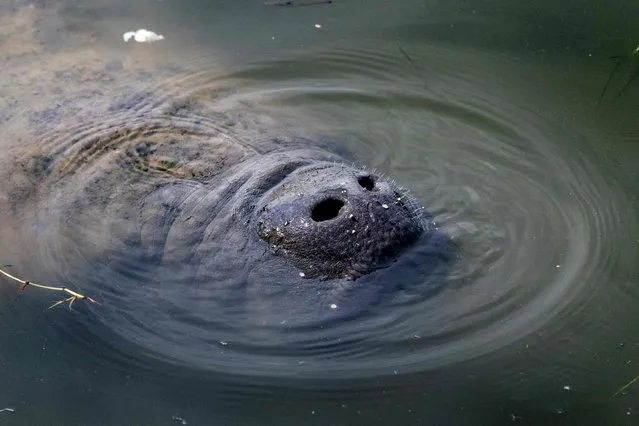 A manatee comes up for a breath of air within Bairs Cove at Merritt Island National Wildlife Refuge in Titusville, Florida, on February 25, 2023. (Photo by Jim Watson/AFP Photo)