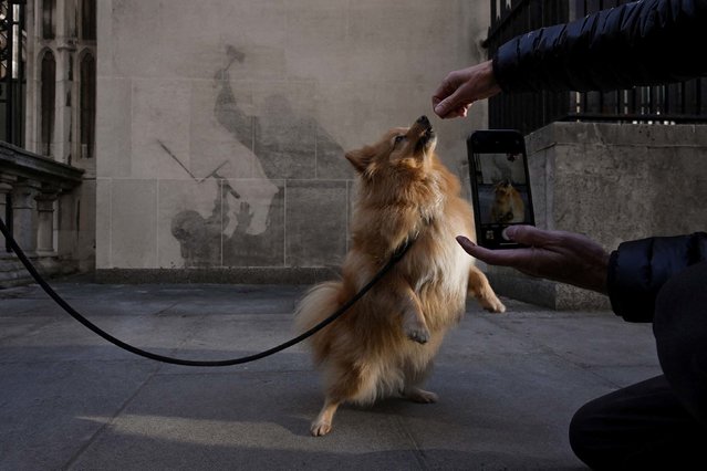 A woman takes a picture of her dog in front of what’s left of a Banksy mural in London on Thursday, September 11, 2025. The artist’s latest creation, at the Royal Courts of Justice, portrayed a judge beating a protester with a gavel. (Photo by Jaimi Joy/Reuters)