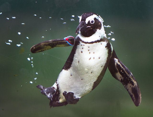 A jackass penguin dives in a pool in the Opel zoo in Kronberg near Frankfurt, Germany, Monday, April 9, 2018. (Photo by Michael Probst/AP Photo)