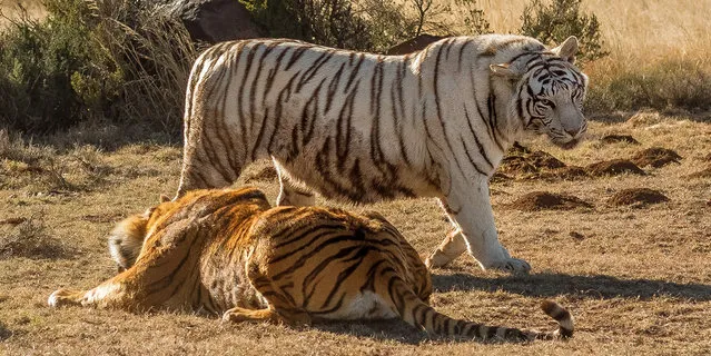 Dont get catty. These roar-some images show the moment two female tigers came to blows in a bitter dispute over territory. Rarely ever seen in the wild let alone on camera, the dramatic images show a white Siberian tiger and orange-coloured tiger slashing ferociously at each others face and eyes. (Photo by Alex Kirichko/Caters News/SIPA Press)