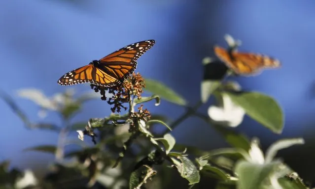 Monarch butterflies cling to a plant at the Monarch Grove Sanctuary in Pacific Grove, California, December 30, 2014. (Photo by Michael Fiala/Reuters)