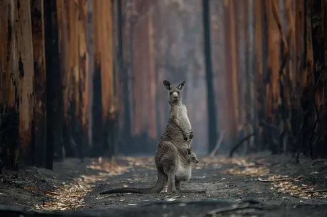 A kangaroo and joey are seen in a burnt forest on Kangaroo Island, south west of Adelaide on January 16, 2020. Australia’s continuing bushfire crisis has taken an enormous toll on wildlife, with huge numbers of mammals, birds, reptiles, insects and other species killed. (Photo by Jo-Anne McArthur/Weanimals)