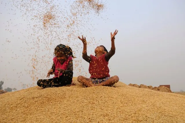 Children play with rice grains during a rice harvest, November 23, 2015 in Noida, India. (Photo by Burhaan Kinu/Hindustan Times via Getty Images)