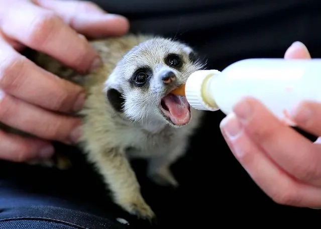 Mom wouldn't feed this meerkat baby so it up to the zookeepers in Aachen, Germany, on June 4, 2013. (Photo by Oliver Berg/AFP Photo)
