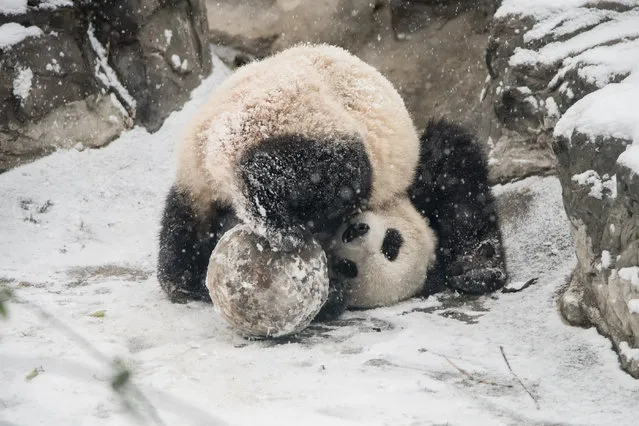 A Giant Panda plays in the snow at Beijing Zoo on November 24, 2015 in Beijing, China. (Photo by Xiao Lu Chu/Getty Images)
