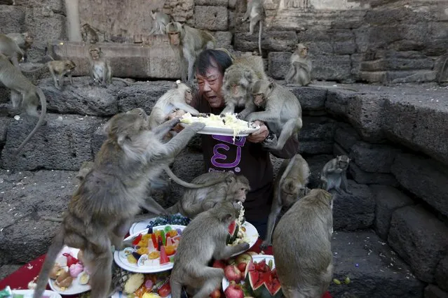 Long-tailed macaques eat fruits from a plate held by festival organizer Yongyuth Kitwattananusorn during the annual Monkey Buffet Festival at the Pra Prang Sam Yot temple in Lopburi, north of Bangkok, Thailand November 29, 2015. (Photo by Jorge Silva/Reuters)