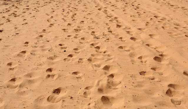 The footprints of hikers are seen as they walk in the Wadi Hudra area in South Sinai, Egypt, November 21, 2015. (Photo by Asmaa Waguih/Reuters)