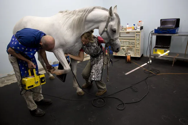 In this Monday, November 23, 2015 photo, Dr. Gal Kelmer, head of the department of large animals, left, and a veterinarian technician prepare a horse for an X-ray demonstration at the Hebrew University's Koret School of Veterinary Medicine in Rishon Lezion, Israel. The most common medical problem is colic, Kelmer said, a digestive ailment that usually requires hoisting the horse upside down to examine the abdomen. (Photo by Oded Balilty/AP Photo)