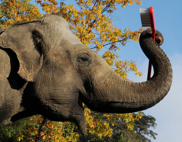 Elephant “Mogli” holds a giant toothbrush at the animal park Hagenbeck in Hamburg, northern Germany, on September 27, 2011. (Photo by Angelika Warmuth/AFP Photo/DPA)