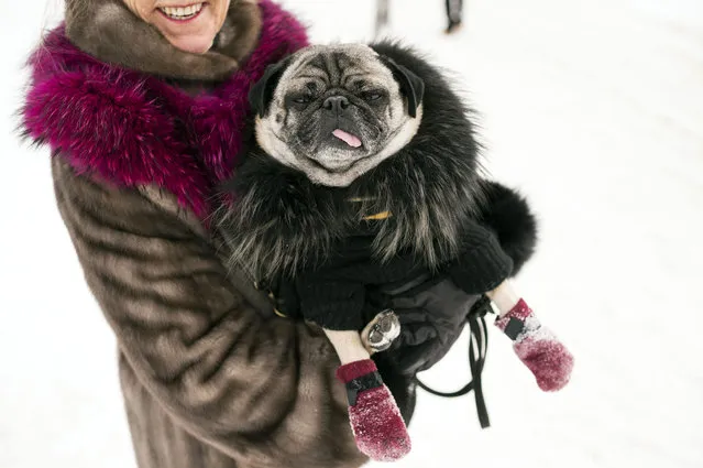 Pug dog Charlie is warmly dressed up with a coat and cashmere jumper during the St. Moritz Polo World Cup on Snow on the frozen lake in in St. Moritz, Switzerland, Friday, January 30, 2015. (Photo by Gian Ehrenzeller/AP Photo/Keystone)