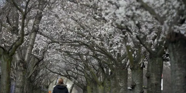 A woman walks under blooming cherry trees during winter time in Berlin, Germany, December 22, 2015. (Photo by Hannibal Hanschke/Reuters)
