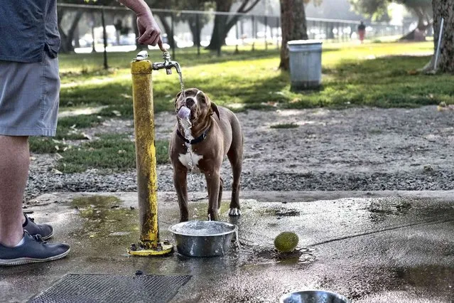 Marshall, a 5-month old pit bull ix takes a break for a cooling sip of water at the Sepulveda Basin Dog Park in Los Angeles, Thursday, July 6, 2023. The planet's temperature spiked on Tuesday to its hottest day in at least 44 years and likely much longer. Wednesday could become the third straight day that global temperatures unofficially hit a record-breaking high. (Photo by Richard Vogel/AP Photo)