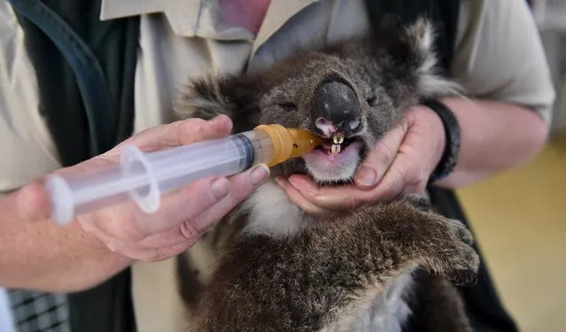 A female koala is given rehydration fluid at Jirrahlinga Koala and Wildlife Sanctuary at Barwon Heads, south of Melbourne, December 28, 2015. The koala was found dehydrated with a burnt hind paw in the Lorne area after a fire ravaged the coastal towns of Wye River and Separation Creek on Christmas Day. (Photo by Julian Smith/Reuters/AAP)