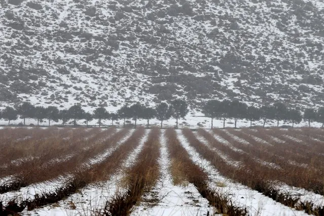 A vineyard is seen covered in snow after a heavy snow storm in Kefraya in the Bekaa Valley in Lebanon, January 3, 2016. (Photo by Jamal Saidi/Reuters)
