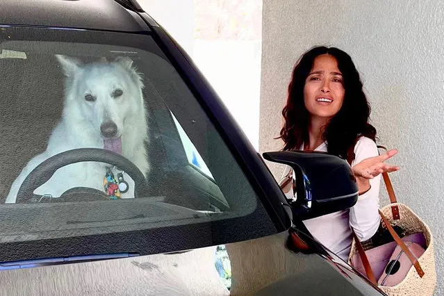 Mexican-American actress Salma Hayek early August 2023 isn't impressed by her Uber driver, Lobito, even if the Swiss shepherd is giving her his best puppy eyes. (Photo by Salma Hayek/Instagram)