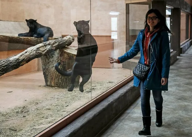 A staff interacts with a panther at a private zoo called "12 Months" in the town of Demydiv, Ukraine, January 13, 2016. (Photo by Gleb Garanich/Reuters)