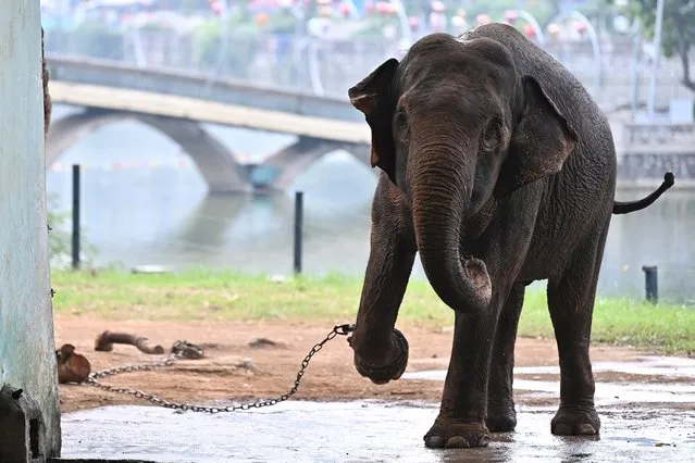 An elephant with a shackled leg is pictured at the Hanoi Zoo in Hanoi on August 16, 2023. Legs in iron chains and unable to roam freely, the treatment of two elderly elephants at the Hanoi public zoo has drawn outrage from animal lovers across Vietnam. (Photo by Nhac Nguyen/AFP Photo)
