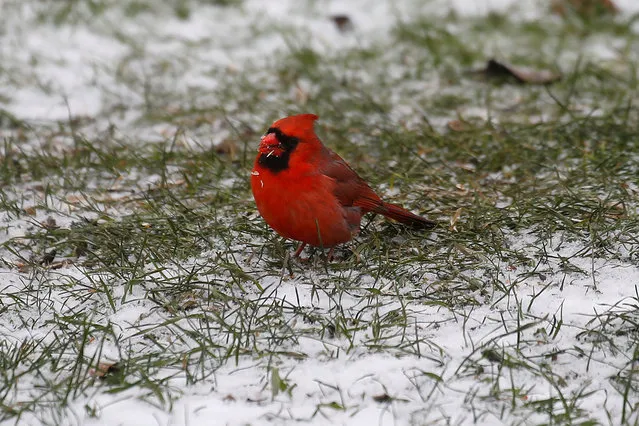 A cardinal sits on the ground and eats a sunflower seed as it snows in Toronto, Ontario December 10,  2016. (Photo by Carlo Allegri/Reuters)
