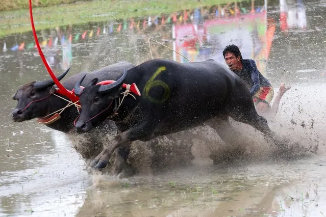 A jockey competes in Chonburi's annual buffalo race festival, in Chonburi province, Thailand on August 6, 2023. (Photo by Athit Perawongmetha/Reuters)