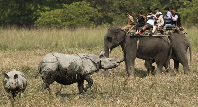 Indian tourists take pictures of a mother and a calf one-horned Rhinos while enjoying an elephant ride on the opening day of the Pobitora Wildlife Sanctuary in Morigaon district of Assam, India, 07 October 2018. (Photo by EPA/EFE/Stringer)