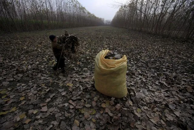 A boy collects dry leaves to be used for cooking fuel and heating during winter at a field in Charsadda near Peshawar, Pakistan, December 22, 2015. (Photo by Fayaz Aziz/Reuters)