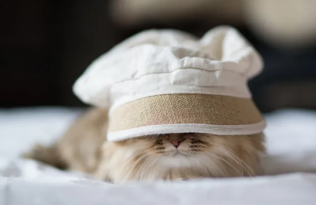 “Cat with an Oversized Hat”. (Photo and caption by Ben Torode)