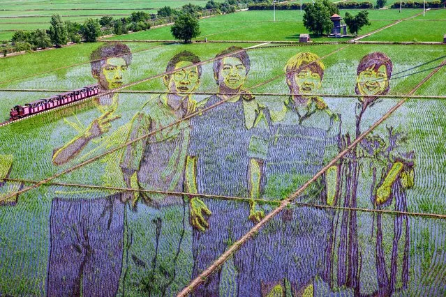 This aerial photo taken on June 13, 2021 shows an image of youths, created by growing different varieties of rice, in a paddy in Shenyang, China's northeastern Liaoning province. (Photo by AFP Photo/China Stringer Network)