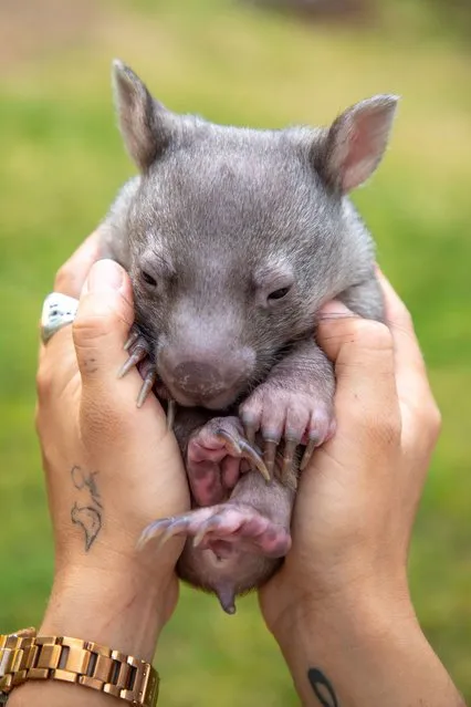 The Australian Reptile Park has recently welcomed with open arms another little addition to their ever-growing family – a five-month-old, orphaned wombat joey aptly named Wilbur. Last week, the tiny joey was handed to the Park after a passer-by had discovered that a wombat had unfortunately been hit by a car. Seeing fluttering movements from the pouch, the rescuer found the baby wombat inside and quickly brought the joey to the Park to be cared for. The wombat joey requires round-the-clock care, including a bottle feed at 3am, as he is estimated to be only five months old. Keeper Seleena De Gelder has taken on the role of surrogate mother to the joey, providing him with the love and care he needs to thrive. When: 05 October 2023 (Photo by Australian Reptile Park/Cover Images)