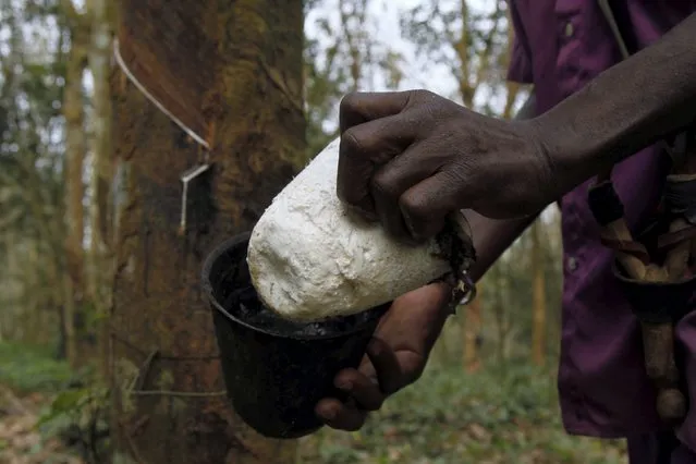 A worker collects rubber at a farm in Songon village, north of Abidjan February 3, 2016. (Photo by Luc Gnago/Reuters)