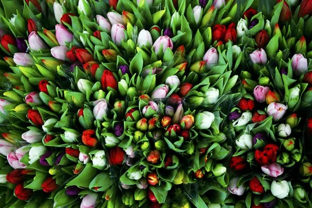 Flowers are on display for sale ahead of the Valentine's Day at a flower market in Vienna, Austria, February 12, 2016. (Photo by Leonhard Foeger/Reuters)
