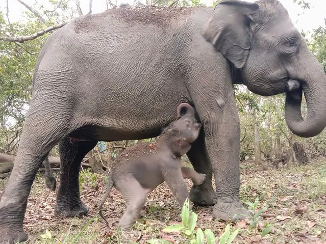 This handout picture taken on November 11, 2023 and provided by Indonesia's Ministry of Environment on November 13, 2023 and Forestry shows a newborn male Sumatran elephant standing next to an adult elephant at the Way Kambas National Park. A critically endangered Sumatran elephant was born in western Indonesia over the weekend, according to officials, giving renewed hope to conservation efforts after several other baby elephant and rhino births in recent months. (Photo by Indonesia's Ministry of Environment and Forestry/Handout via AFP Photo)
