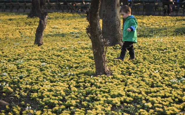 A child walks between freshly sprung snowdrops and other spring flowers during an unseasonably warm winter day, in Bucharest, Romania, Tuesday, Feb. 16, 2016. Temperatures reached 24 degrees Centigrade (75.2 Fahrenheit) the warmest February day in 55 years, according to local media. (Photo by Vadim Ghirda/AP Photo)