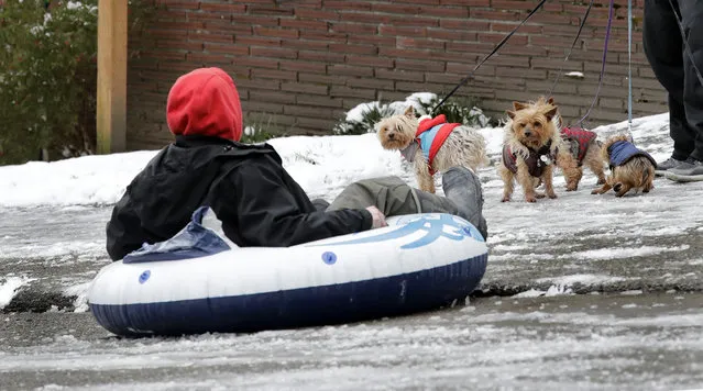 A sledder on an inner tube-type toy is watched by terriers out for a walk as he slides past on one of Seattle's steeper hills, Queen Anne Ave., Monday, February 4, 2019. Western Washington was hit by a major winter storm, with several inches of snow, cold temperatures and bone-chilling winds overnight and into the day Monday. (Photo by Elaine Thompson/AP Photo)