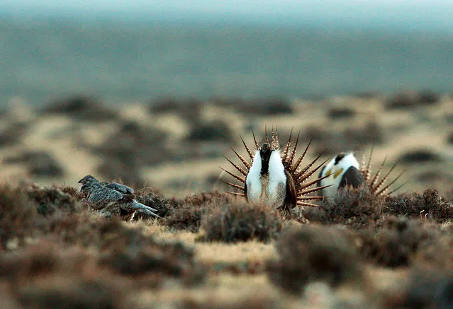 This photo taken April 10, 2014, shows a male sage grouse trying to impress a group of hens, at left, near the base of the Rattlesnake Range in southwest Natrona County, Wyoming. Sage grouse gather on the mating grounds at dawn for several weeks each spring. (Photo by Alan Rogers/The Casper Star-Tribune via AP Photo)