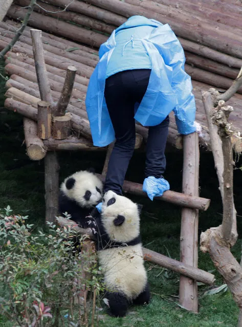 Baby giant pandas hold a breeder's leg at Chengdu Research Base of Giant Panda Breeding in Chengdu, Sichuan province, China, January 22, 2017. (Photo by Jason Lee/Reuters)