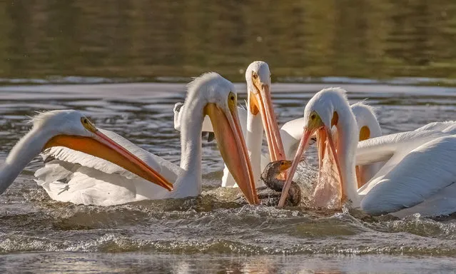 A group of pelicans gang up on a cormorant to poach its catch of the day, in San Jose, California in the first decade of December 2023. The much bigger water birds saw the successful hunt, then managed to grab the trout off the cormorant in a matter of seconds. (Photo by Wei Lian/Solent News & Photo Agency)