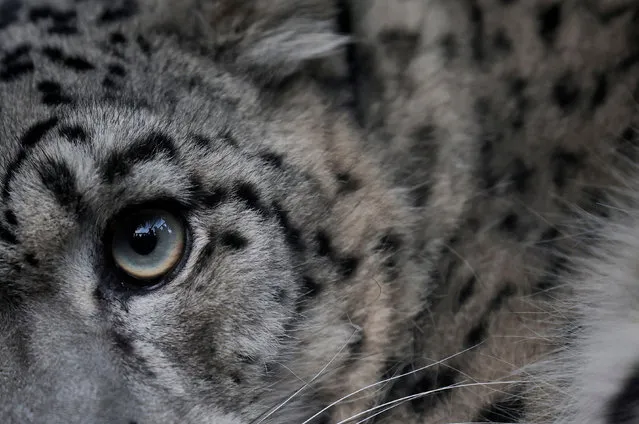 A snow leopard looks on from an inside of a cage, after being captured from the southern plains of Nepal and brought to the central zoo, which wildlife experts say is rare for the animal that is found in the higher altitude, in Kathmandu, Nepal on January 26, 2024. (Photo by Navesh Chitrakar/Reuters)