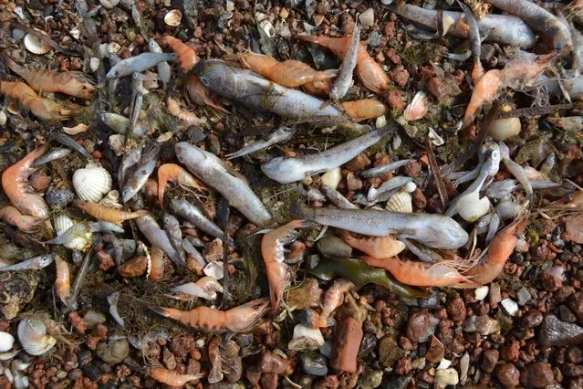 An undated handout photo made available, 17 August 2021, by the Association of Southeastern Naturalist (ANSE) that shows dead fish and shrimp found in the Mar Menor or Minor sea in Murcia, Spain. Thousands of dead fish were found between 14 and 16 August 2021 in the Minor sea. According to ANSE and WWF the death of these fish has not been the lack of oxygen at that point of the sea as the Regional Government pointed out at first because measurements have shown normal levels in the area. The dead fish have probably been dragged from another area further out at sea. Both ANSE and WWF, consider that the monitoring of the Minor Sea is probably not the right one as measurements of oxygen levels should be made continuously and not only at the shore but also in the deep areas. (Photo by ANSE/EPA/EFE)