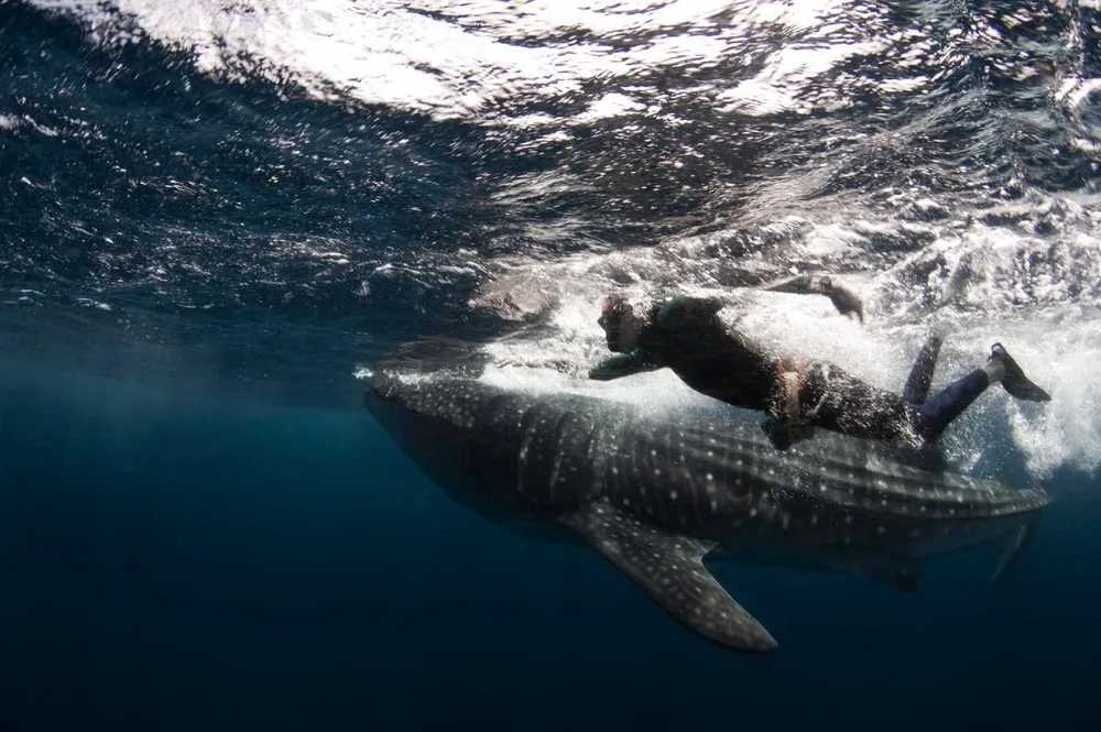 A Whale Shark