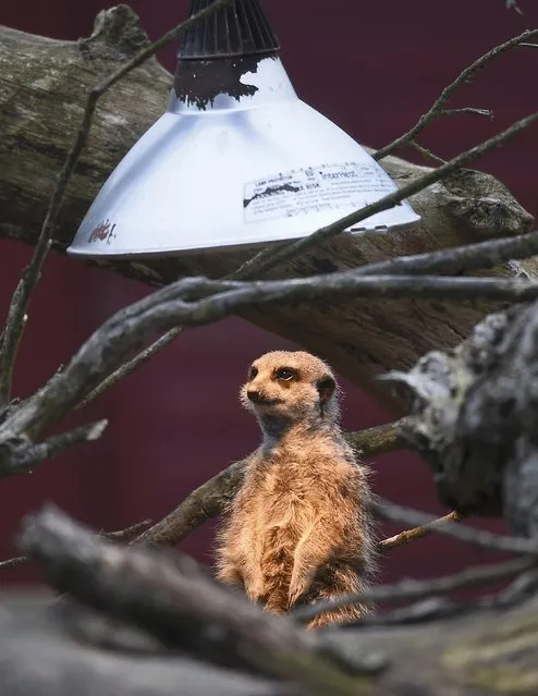 A meerkat sits under a heat lamp in it's outside enclosure at Marwell Zoo near Winchester in Britain, March 18, 2016. (Photo by Toby Melville/Reuters)