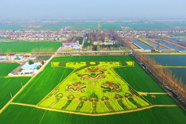 Aerial image shows rape flowers forming a type of “dragon robe” on March 21, 2016 in Nanjing, Jiangsu Province of China. Farmers in south China's Nanjing City planted their rape flowers in various patterns. (Photo by Yang Bo/CNSPHOTO/VCG VCG via Getty Images)