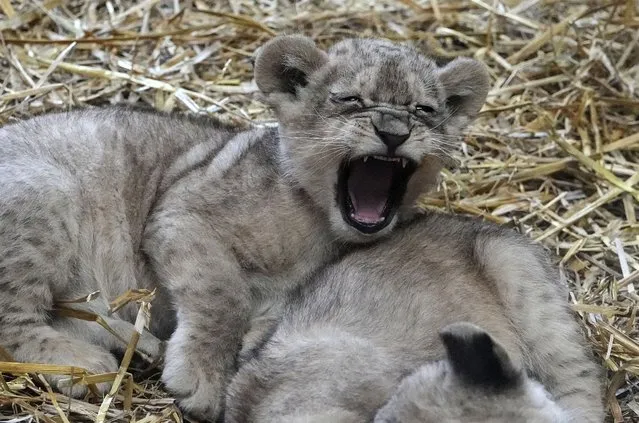 The little tired lion cub Kumani yawns beside her sisters Jamila and Malaika at the fist day at their open to the public enclosure at the Zoo in Gelsenkirchen, Germany, Monday, November 15, 2021. The triple lion offspring was born 5 weeks ago. (Photo by Martin Meissner/AP Photo)