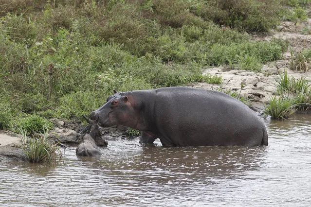 One of the biggest hippos is seen guarding the gnu, encouraging it to leave the water. (Photo by Vadim Onishchenko/Caters News)